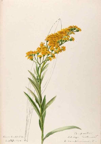 Reproducción/Reproduction 48789470727: [Water-color sketches of plants of North America and Europe]. . 