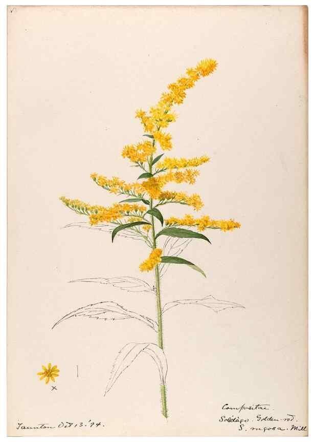 Reproducción/Reproduction 48789471032: [Water-color sketches of plants of North America and Europe]. . 