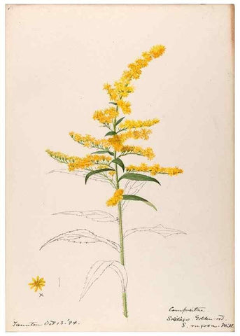 Reproducción/Reproduction 48789471032: [Water-color sketches of plants of North America and Europe]. . 