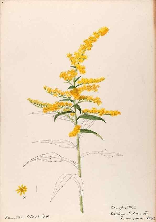 Reproducción/Reproduction 48789471032: [Water-color sketches of plants of North America and Europe]. . 