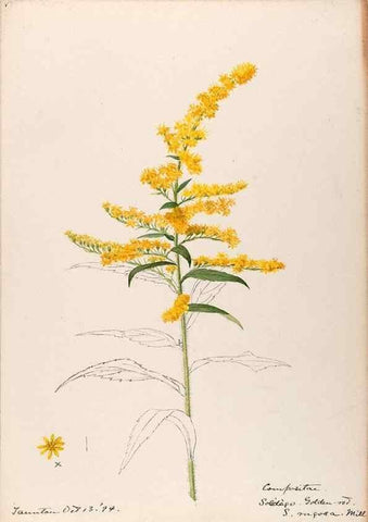 Reproducción/Reproduction 48789471032: [Water-color sketches of plants of North America and Europe]. . 