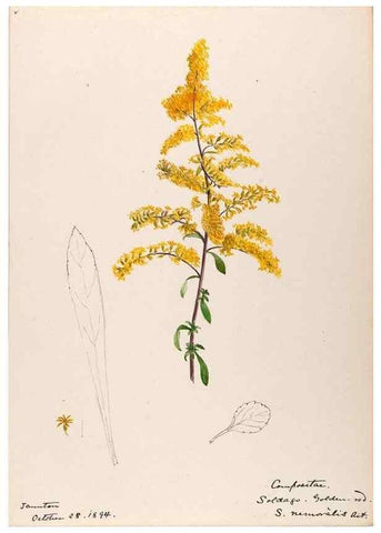Reproducción/Reproduction 48788962518: [Water-color sketches of plants of North America and Europe]. . 