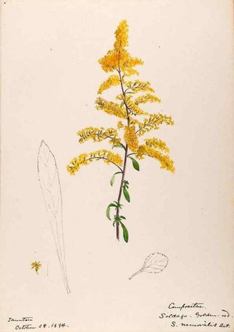 Reproducción/Reproduction 48788962518: [Water-color sketches of plants of North America and Europe]. . 