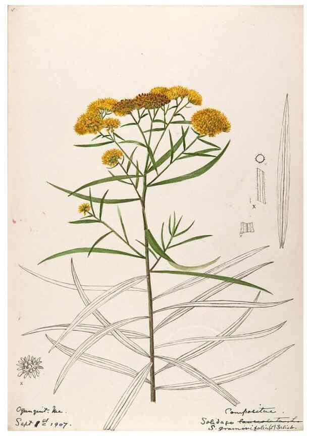 Reproducción/Reproduction 48789324941: [Water-color sketches of plants of North America and Europe]. . 