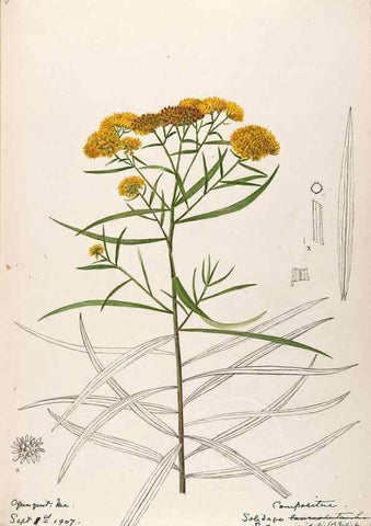 Reproducción/Reproduction 48789324941: [Water-color sketches of plants of North America and Europe]. . 