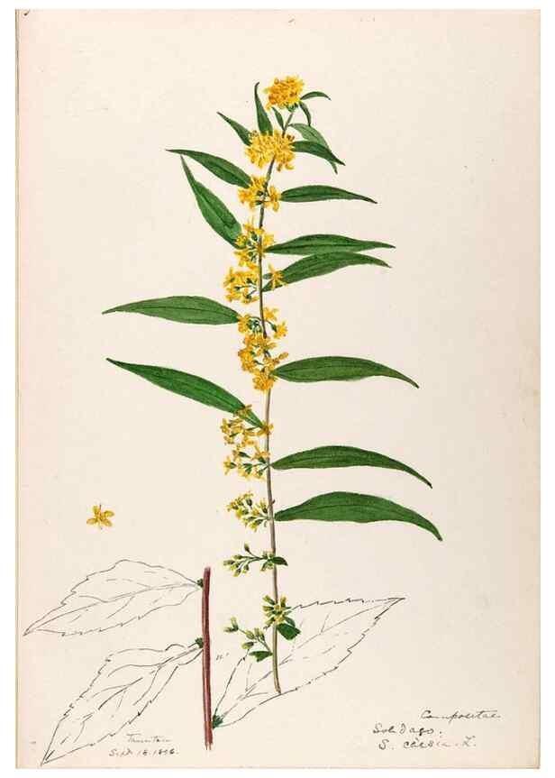 Reproducción/Reproduction 48789469112: [Water-color sketches of plants of North America and Europe]. . 