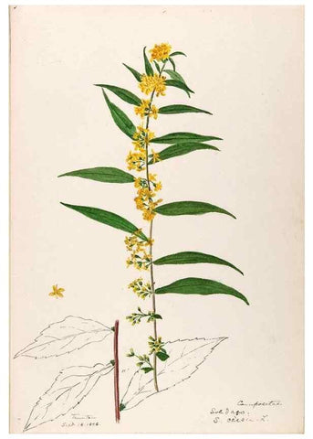 Reproducción/Reproduction 48789469112: [Water-color sketches of plants of North America and Europe]. . 
