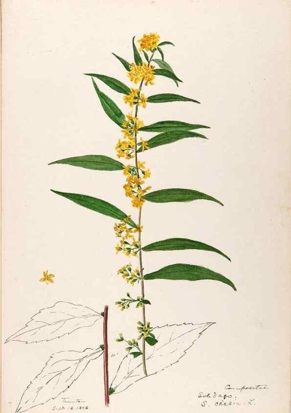 Reproducción/Reproduction 48789469112: [Water-color sketches of plants of North America and Europe]. . 
