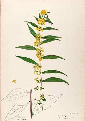Reproducción/Reproduction 48789469112: [Water-color sketches of plants of North America and Europe]. . 