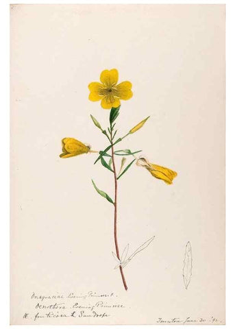 Reproducción/Reproduction 48789291957: [Water-color sketches of plants of North America and Europe]. . 