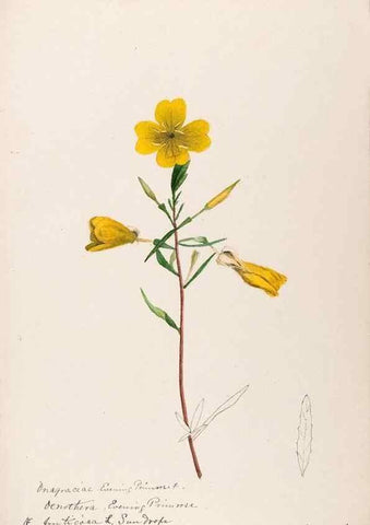 Reproducción/Reproduction 48789291957: [Water-color sketches of plants of North America and Europe]. . 