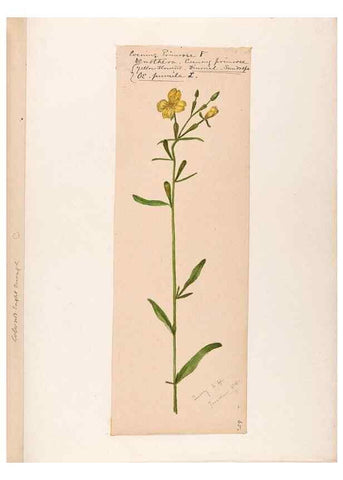 Reproducción/Reproduction 48789145566: [Water-color sketches of plants of North America and Europe]. . 