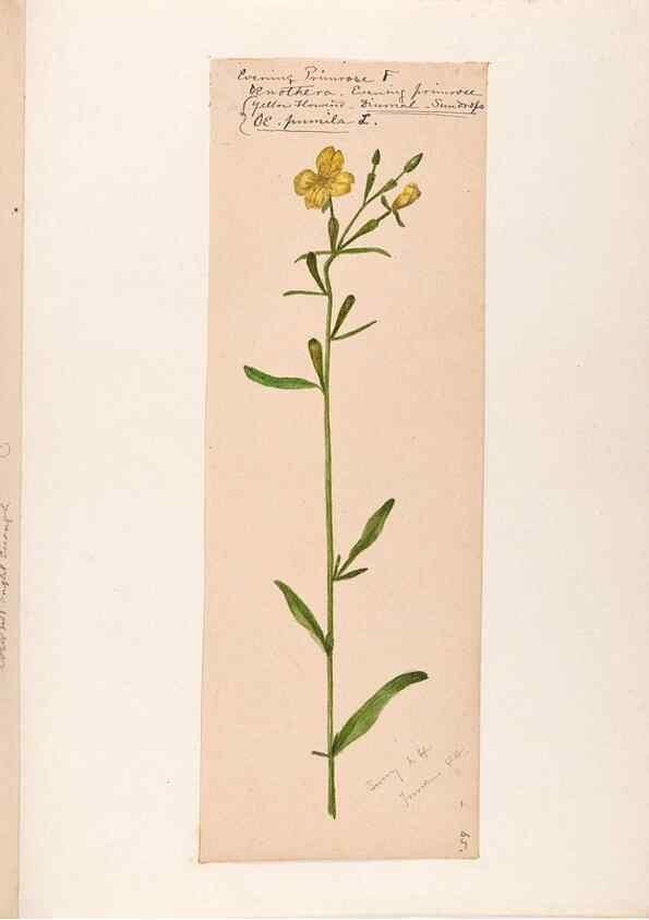 Reproducción/Reproduction 48789145566: [Water-color sketches of plants of North America and Europe]. . 