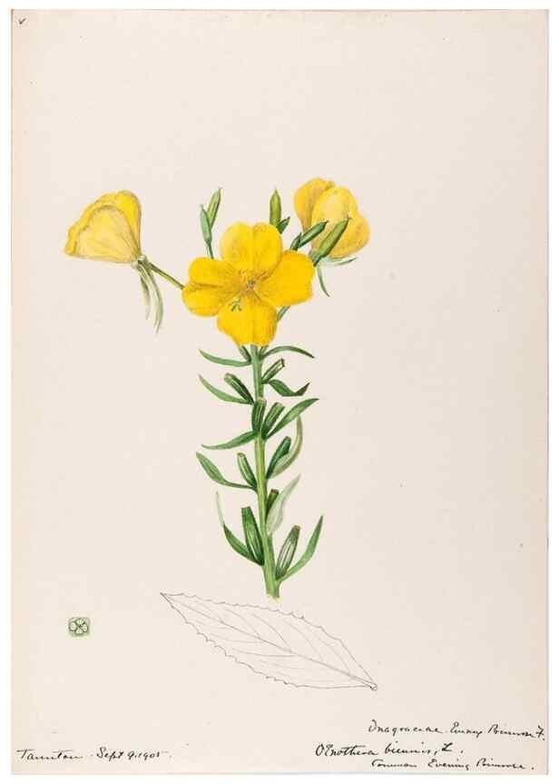 Reproducción/Reproduction 48789291387: [Water-color sketches of plants of North America and Europe]. . 