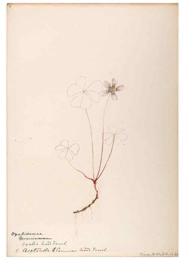 Reproducción/Reproduction 48789026262: [Water-color sketches of plants of North America and Europe]. . 