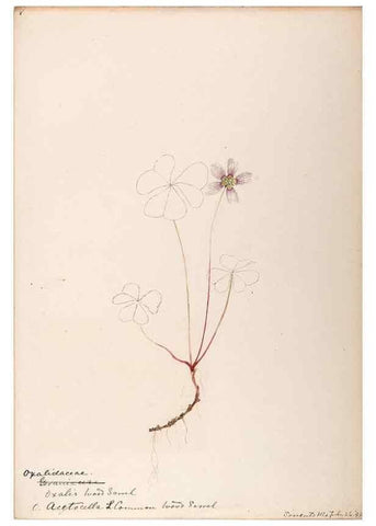 Reproducción/Reproduction 48789026262: [Water-color sketches of plants of North America and Europe]. . 