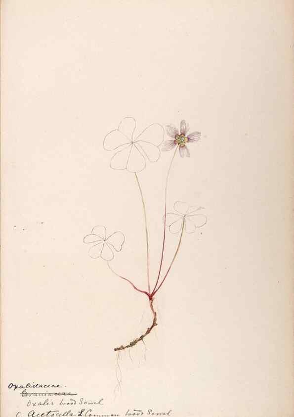 Reproducción/Reproduction 48789026262: [Water-color sketches of plants of North America and Europe]. . 