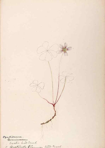Reproducción/Reproduction 48789026262: [Water-color sketches of plants of North America and Europe]. . 