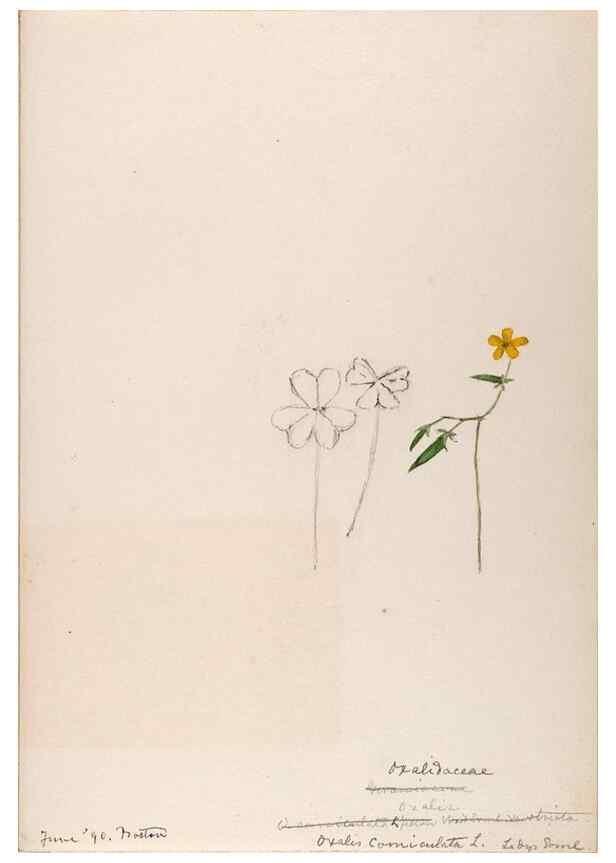Reproducción/Reproduction 48789026942: [Water-color sketches of plants of North America and Europe]. . 