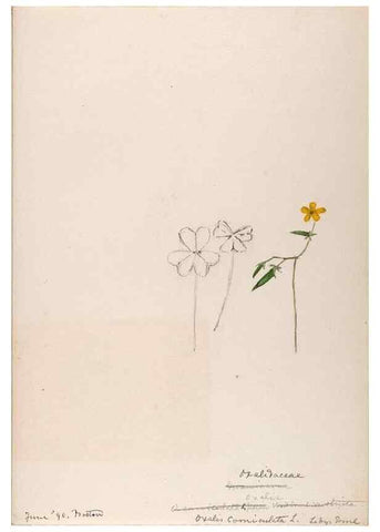 Reproducción/Reproduction 48789026942: [Water-color sketches of plants of North America and Europe]. . 