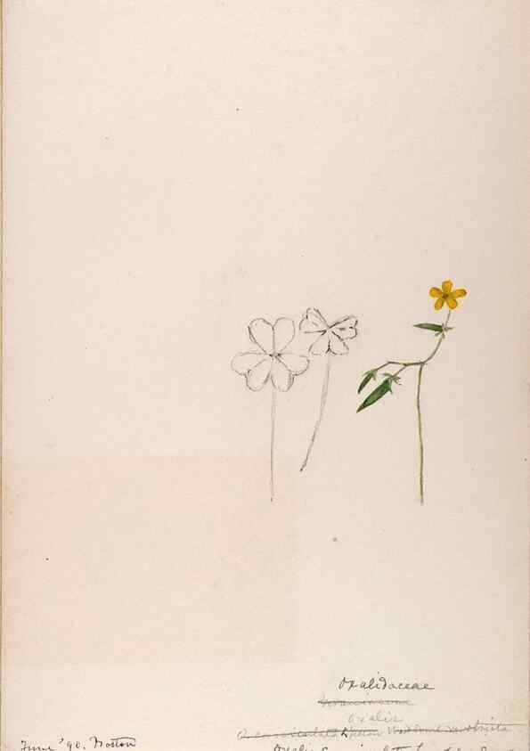 Reproducción/Reproduction 48789026942: [Water-color sketches of plants of North America and Europe]. . 