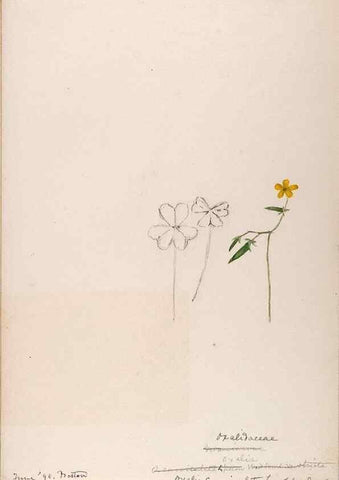 Reproducción/Reproduction 48789026942: [Water-color sketches of plants of North America and Europe]. . 