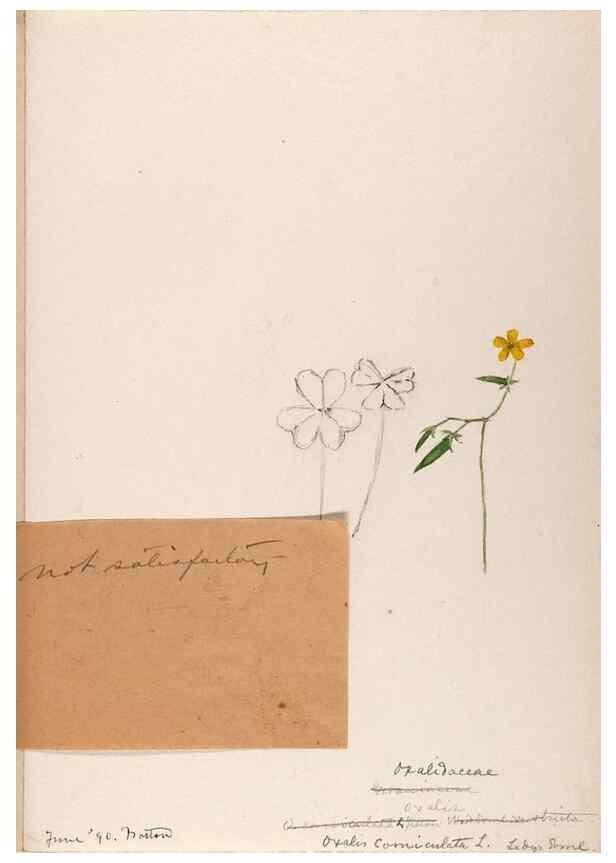 Reproducción/Reproduction 48789027537: [Water-color sketches of plants of North America and Europe]. . 
