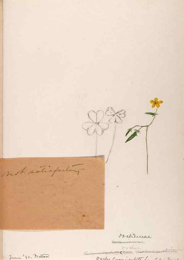Reproducción/Reproduction 48789027537: [Water-color sketches of plants of North America and Europe]. . 