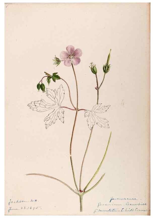 Reproducción/Reproduction 48788521558: [Water-color sketches of plants of North America and Europe]. . 