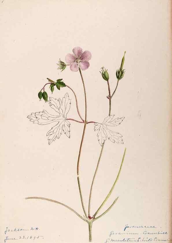 Reproducción/Reproduction 48788521558: [Water-color sketches of plants of North America and Europe]. . 