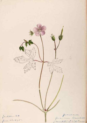 Reproducción/Reproduction 48788521558: [Water-color sketches of plants of North America and Europe]. . 