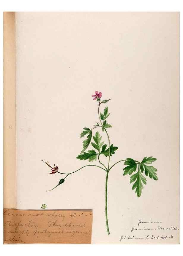 Reproducción/Reproduction 48789028302: [Water-color sketches of plants of North America and Europe]. . 