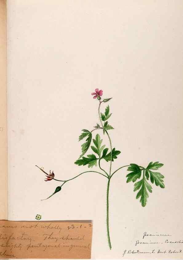 Reproducción/Reproduction 48789028302: [Water-color sketches of plants of North America and Europe]. . 