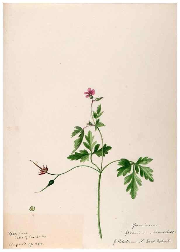 Reproducción/Reproduction 48788883626: [Water-color sketches of plants of North America and Europe]. . 