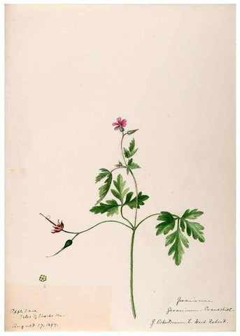 Reproducción/Reproduction 48788883626: [Water-color sketches of plants of North America and Europe]. . 