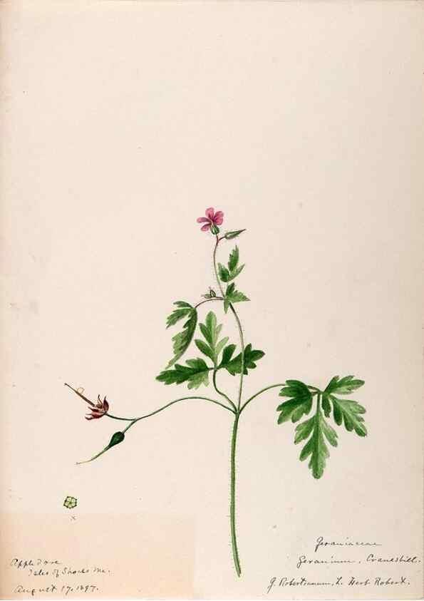 Reproducción/Reproduction 48788883626: [Water-color sketches of plants of North America and Europe]. . 