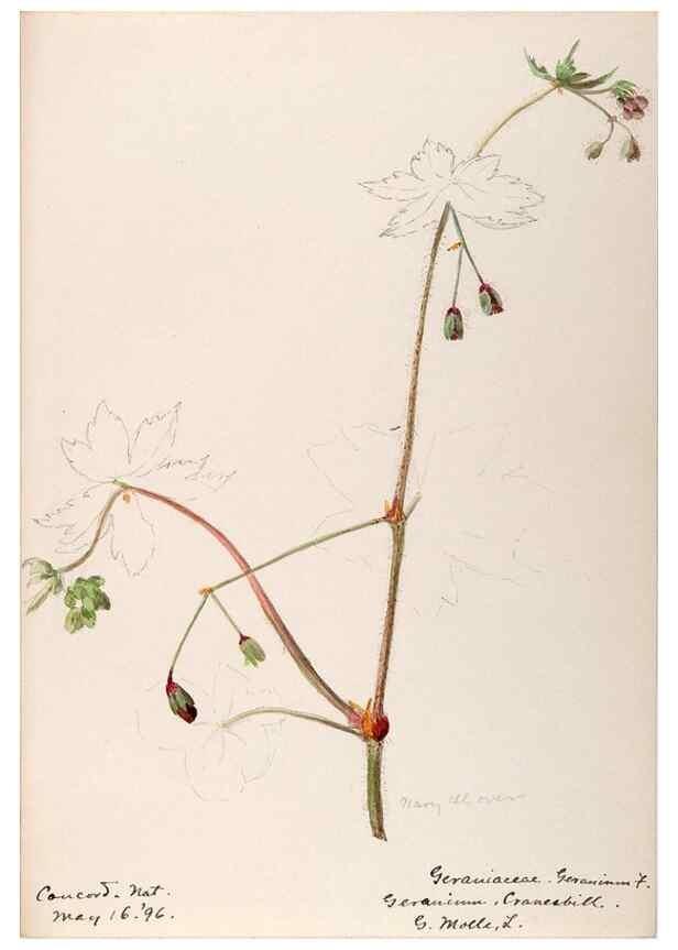 Reproducción/Reproduction 48788883966: [Water-color sketches of plants of North America and Europe]. . 