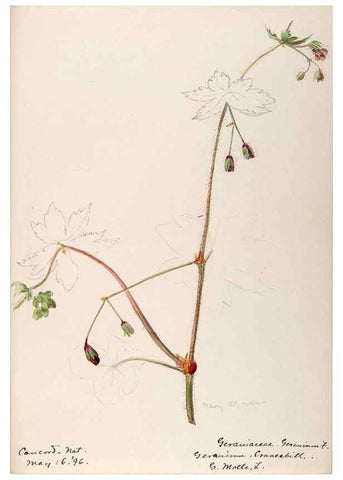 Reproducción/Reproduction 48788883966: [Water-color sketches of plants of North America and Europe]. . 