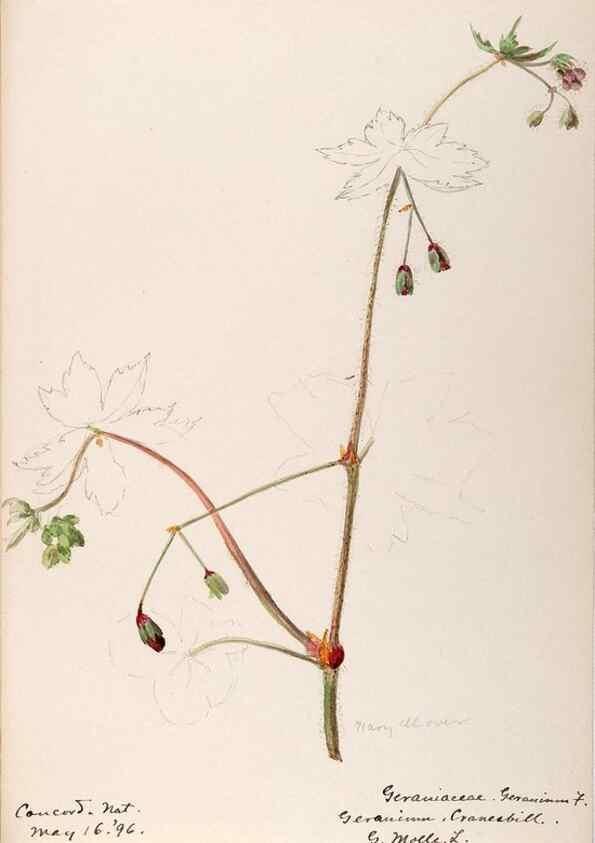 Reproducción/Reproduction 48788883966: [Water-color sketches of plants of North America and Europe]. . 