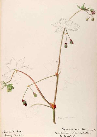 Reproducción/Reproduction 48788883966: [Water-color sketches of plants of North America and Europe]. . 