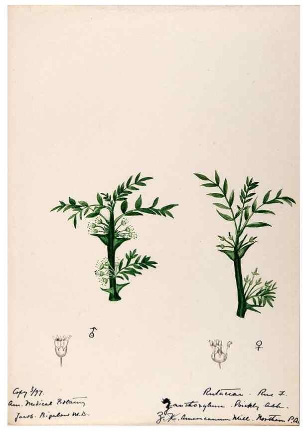 Reproducción/Reproduction 48789029352: [Water-color sketches of plants of North America and Europe]. . 