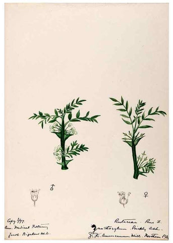 Reproducción/Reproduction 48789029352: [Water-color sketches of plants of North America and Europe]. . 