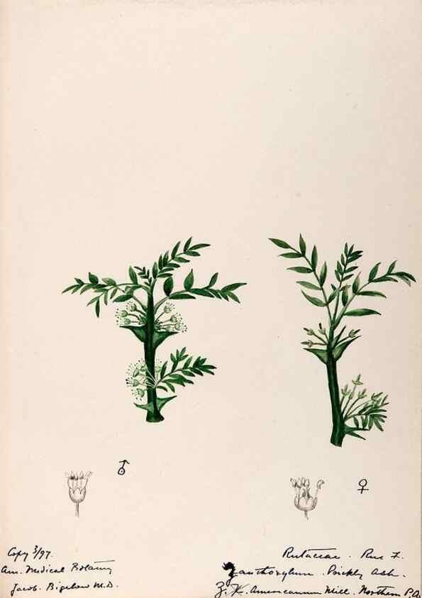 Reproducción/Reproduction 48789029352: [Water-color sketches of plants of North America and Europe]. . 