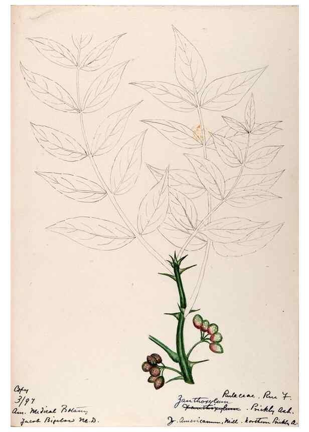 Reproducción/Reproduction 48788884566: [Water-color sketches of plants of North America and Europe]. . 