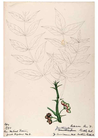 Reproducción/Reproduction 48788884566: [Water-color sketches of plants of North America and Europe]. . 