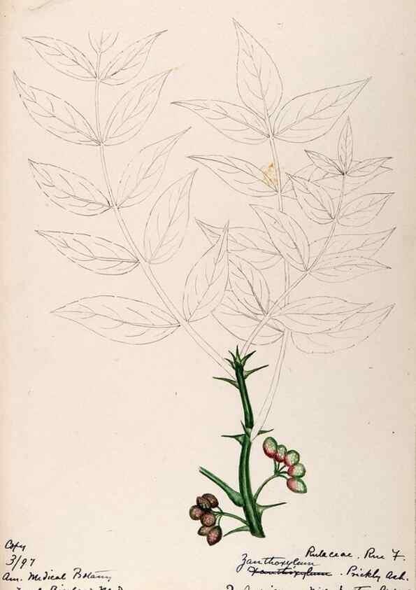 Reproducción/Reproduction 48788884566: [Water-color sketches of plants of North America and Europe]. . 