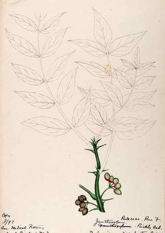 Reproducción/Reproduction 48788884566: [Water-color sketches of plants of North America and Europe]. . 