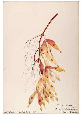 Reproducción/Reproduction 48788884851: [Water-color sketches of plants of North America and Europe]. . 