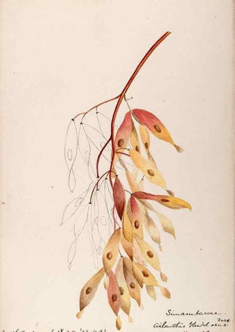 Reproducción/Reproduction 48788884851: [Water-color sketches of plants of North America and Europe]. . 