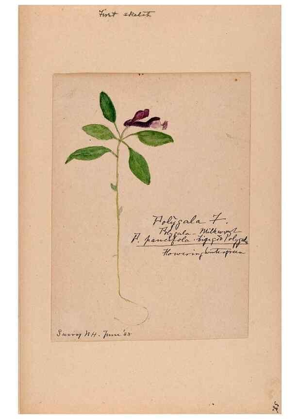 Reproducción/Reproduction 48788885226: [Water-color sketches of plants of North America and Europe]. . 